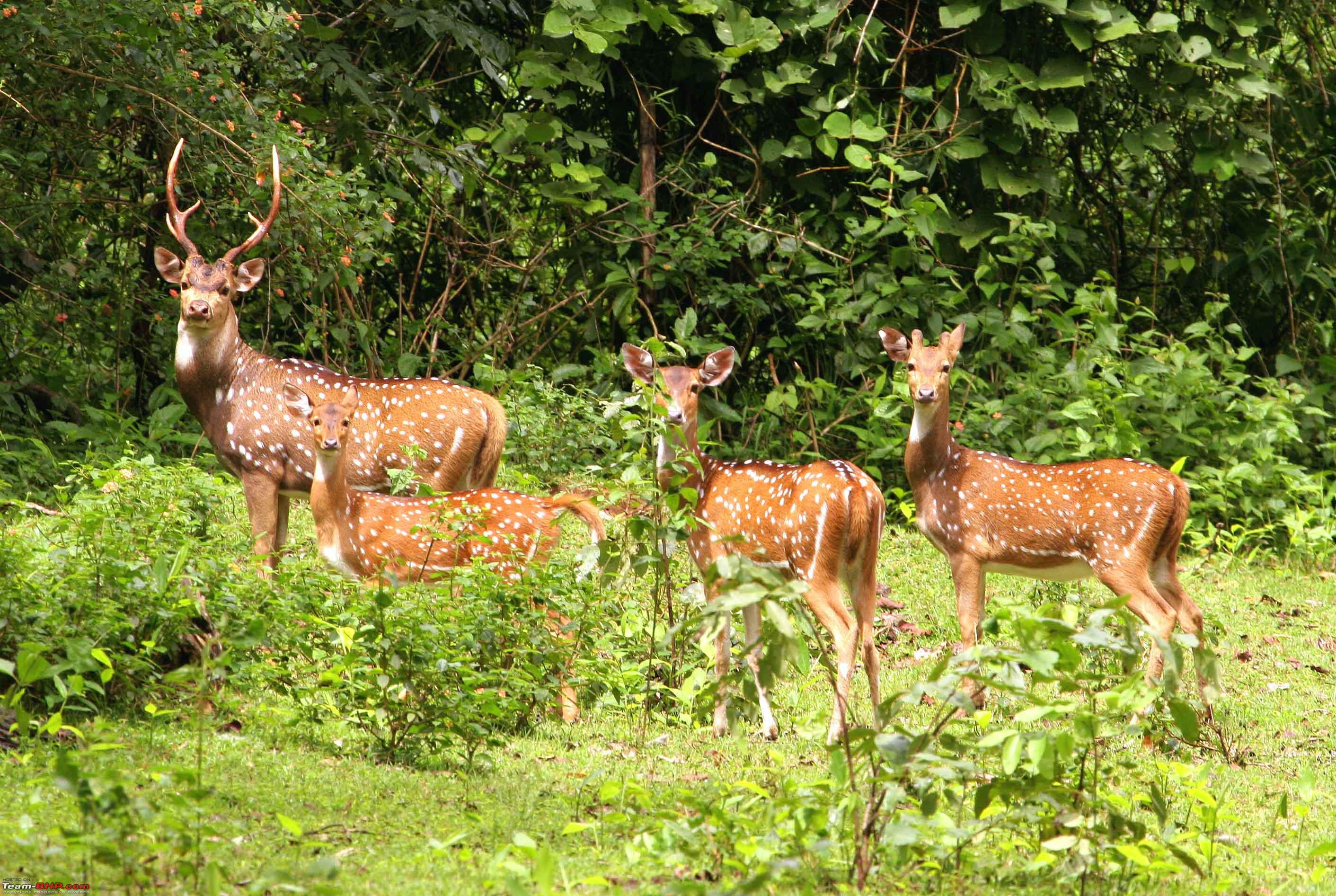Kaziranga, Shillong, Krang Shuri Exploring