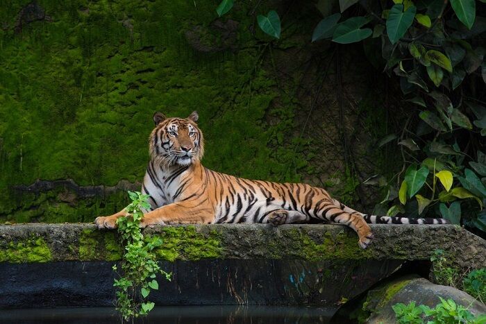 4 Days Bhutan & Wildlife Escape – Samdrup Jongkhar & Manas National Park