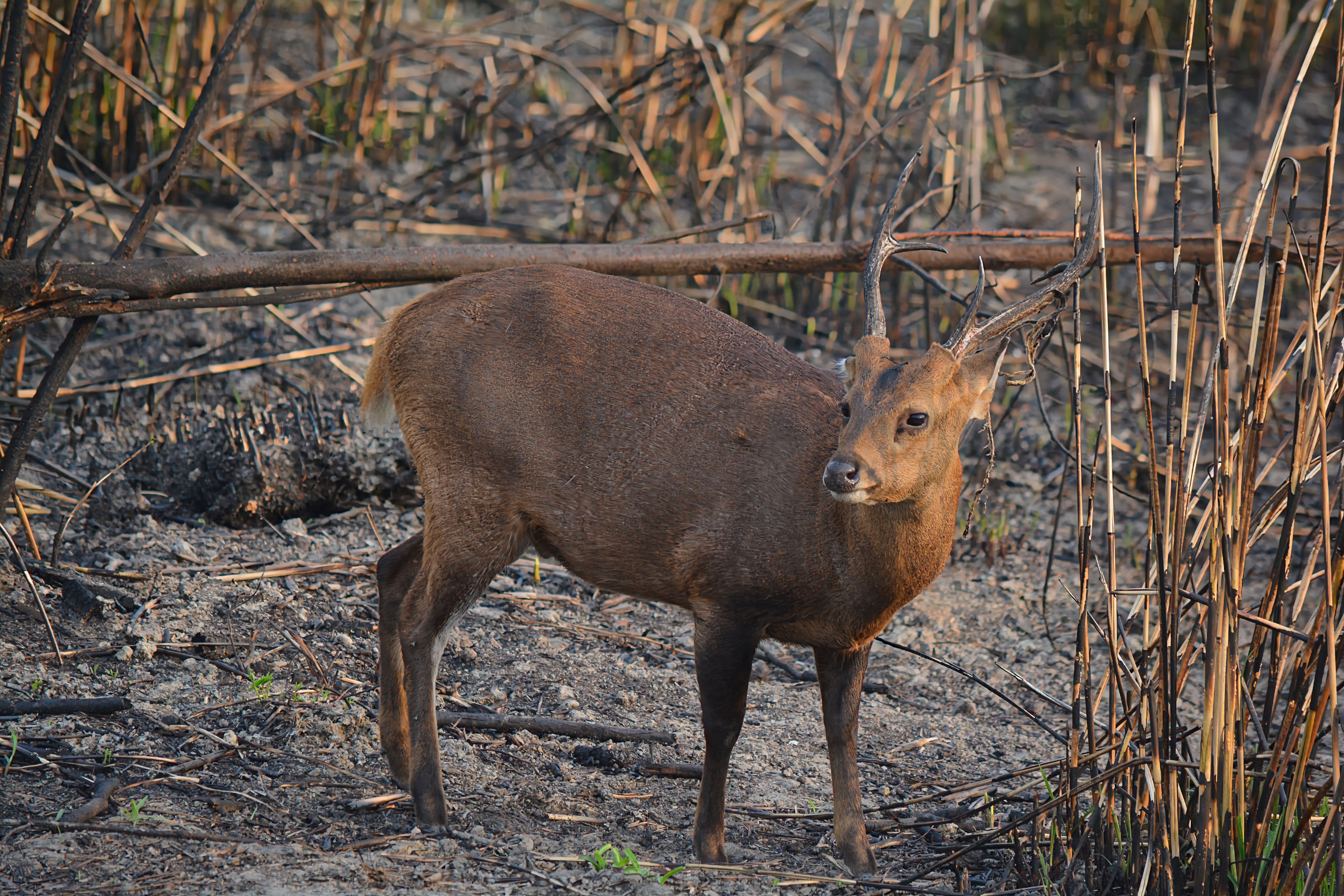 THE ULTIMATE NORTHEAST EXPERIENCE with MEGHALAYA, ASSAM & ARUNACHAL PRADESH | 9 DAYS